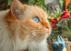 Niebieskooki kot z rudawą mordką