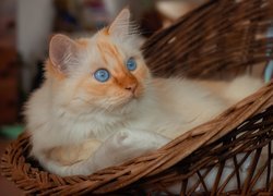 Niebieskooki, Kot, Siedzisko