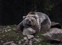 Niedźwiedź brunatny na kamieniach