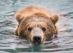 Niedźwiedź brunatny podczas kąpieli w wodzie