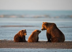 Niedźwiedzia rodzinka nad wodą
