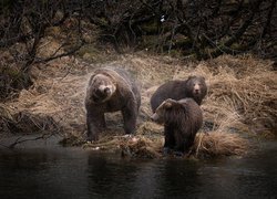Niedźwiedzie brunatne nad rzeką