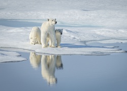 Niedźwiedzie polarne na krze lodowej