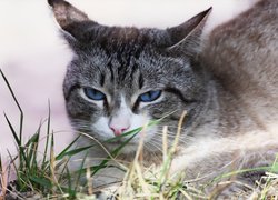 Nieieskooki kot leżący w trawie