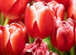 Nierozwinięte czerwone tulipany