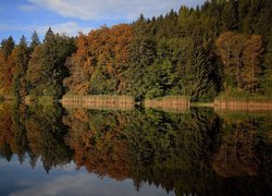 Odbicie jesiennych drzew i traw w jeziorze