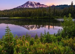 Stany Zjednoczone, Waszyngton, Park Narodowy Mount Rainier, Góra, Jezioro, Reflection Lake, Drzewa, Kwiaty, Odbicie