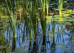 Trawa, Liście, Odbicie, Staw, Bagno