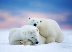 Dwa, Niedźwiedzie, Polarne, Śnieg