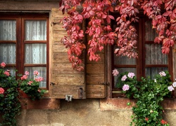 Okna domu ozdobione pelargoniami i czerwonymi liśćmi