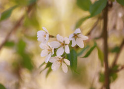 Okwiecona białymi kwiatami gałązka drzewa