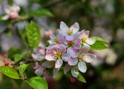Kwitnąca, Gałązka, Drzewo owocowe, Jabłoń