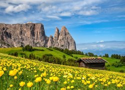 Okwiecona łąka na tle góry Schlern we Włoszech