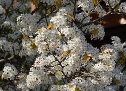 Okwiecone białymi kwiatami gałęzie