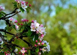 Drzewo owocowe, Jabłoń, Gałązki, Różowe, Kwiaty, Pąki