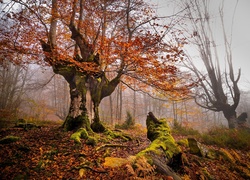 Hiszpania, Park Narodowy Gorbea, Jesień, Drzewa, Mgła