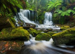 Wodospad, Horseshoe Falls, Skały, Omszone, Kamienie, Paprocie, Park Narodowy Mount Field, Tasmania, Australia