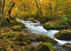 Omszałe kamienie na rzece w jesiennym lesie