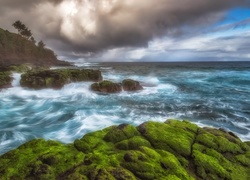 Omszałe kamienie na wybrzeżu hawajskiej wyspy Kauaʻi