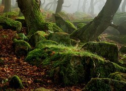 Las, Kamienie, Omszałe, Pnie, Mgła, Park Narodowy Peak District, Hrabstwo Derbyshire, Anglia