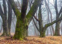 Omszałe pnie drzew w zamglonym lesie