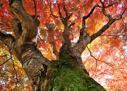 Omszały pień i kolorowe jesienne liście na drzewie