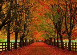 Jesień, Park, Alejka, Drzewa, Szpalery, Czerwone, Liście, Płot, Ogrodzenie