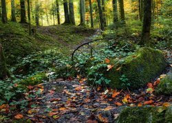 Opadłe liście i omszałe kamienie w lesie
