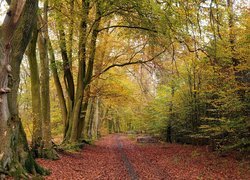 Jesień, Las, Ścieżka, Liście, Drzewa