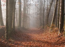 Opadłe liście na drodze w zamglonym lesie