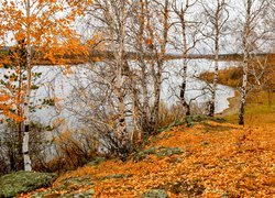 Opadłe liście pod brzozami na brzegu jeziora