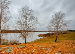 Opadłe liście pod brzozami nad jeziorem