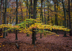 Opadłe liście pod drzewami w lesie jesienią