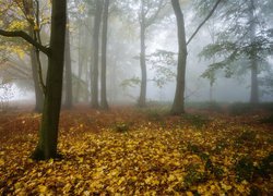 Opadłe liście w jesiennym zamglonym lesie