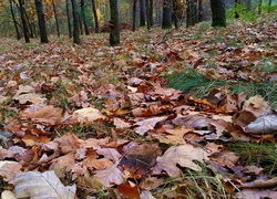 Opadłe liście w lesie