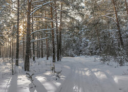 Ośnieżona droga w lesie zimą