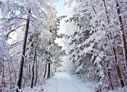 Ośnieżona droga w zimowym lesie