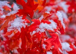 Ośnieżone czerwone liście klonu