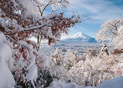 Zima, Drzewa, Dolina, Góra, Fuji, Japonia