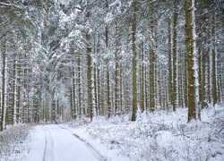 Ośnieżone drzewa i droga w zimowym lesie
