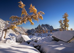 Ośnieżone drzewa i kamienie w górskim zimowym krajobrazie