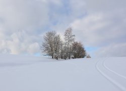 Zima, Ośnieżone, Drzewa, Ślady, Pola
