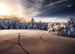 Ośnieżone drzewa na skraju polany