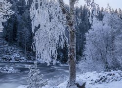 Ośnieżone drzewa na skraju rzeki