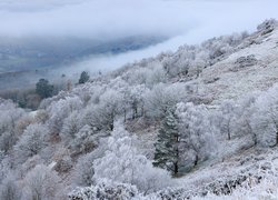 Zima, Drzewa, Wzgórze, Mgła, Dolina