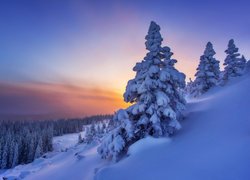 Zima, Las, Śnieg, Drzewa, Zachód słońca
