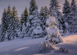 Ośnieżone drzewa na zboczu wzgórza