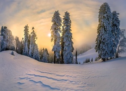 Ośnieżone drzewa na zimowym wzgórzu o świcie