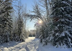 Ośnieżone drzewa przy zaśnieżonej drodze w porannym słońcu