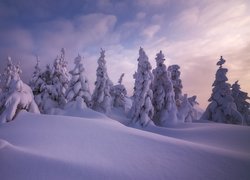 Ośnieżone drzewa w głębokich zaspach